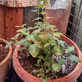 Домашний цветок