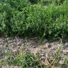 Satlyk käşir Ysmanak optom bah