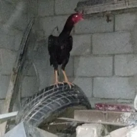 Taşkent bayes horoz