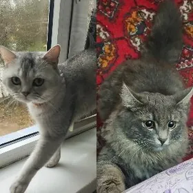 Продам котят