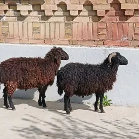 Goyun gara kol issek