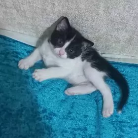 Отдам котенка в добрые руки