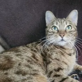 бингальская кошечка