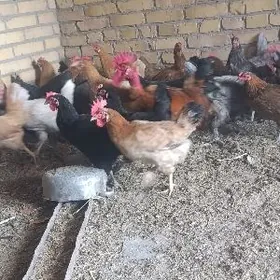 GEGANT BROŶ TOWUKLAR