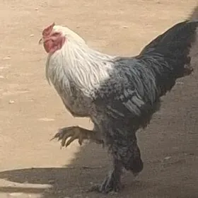 brama Horaz  65156220 jan eda