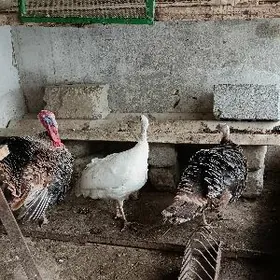 Indyuk owgan 1horaz 2maki