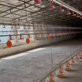 Куриная ферма