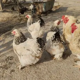 оригинал.брама