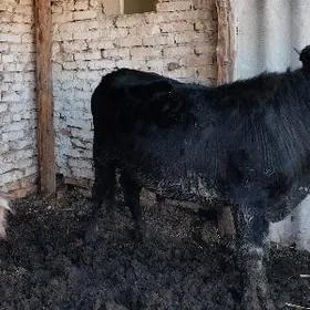 iki öküz iki unajyn