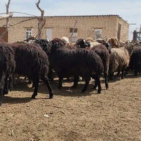 owlakly geçi guzyly