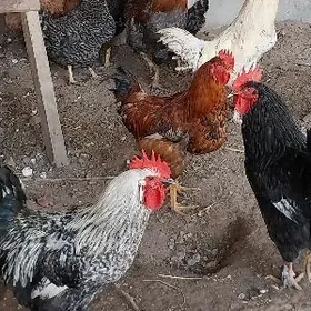 Gigant Horaz tamatny