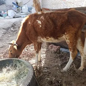 inekler 2 sany kysyr