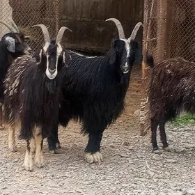 Gysyr geçiler we owlakly geçi