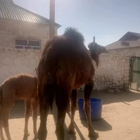 1 botlan kosekli duye