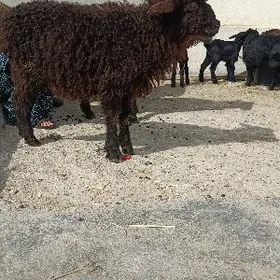 MADOW Tokly biçilen