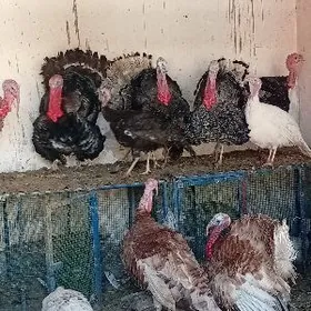 erkek indyuk, kürk indyuk