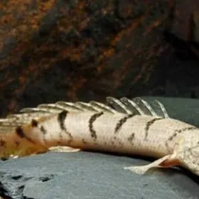 Полиптерус (морской дракон)