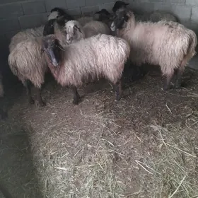 gurat gysyr goýunlar