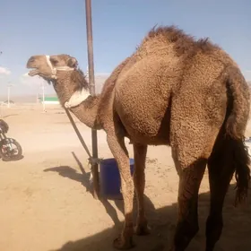 1 botlan duye kosekli