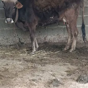 sagylyan gysyr sygyr