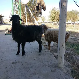 işgar gerek copan uli mal