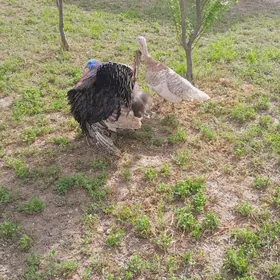 Эркек индук. Йыл ашма.