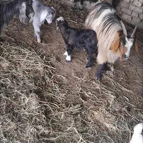 ekiz owlakly geci guzuly goyun