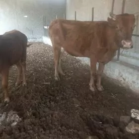 uly göleli meydan ökizler