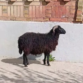 Goyun gara kol issek