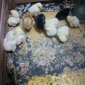 байсов жужа