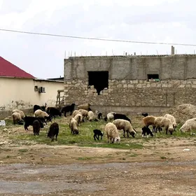 guzyly goyun we geci