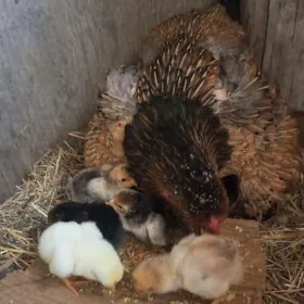 satılık beyes maki