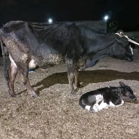 Goleli sygyr gybrid golistein