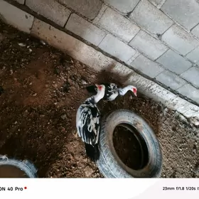 indawutga gaz ördek