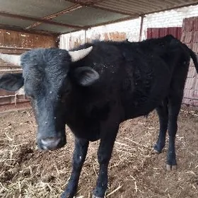 Okuz 2yas Arassa meydan