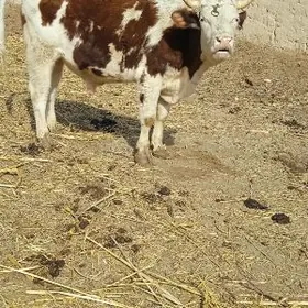 Arassa smental 100%tohumluk