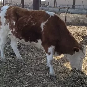 Arassa Smental ene sygyr