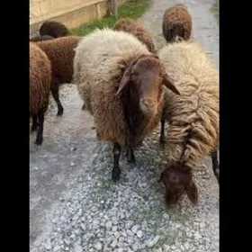 ишгар герек