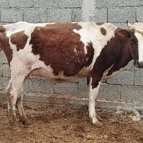 kizil ala yetik bogoz