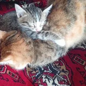 дамашны пишик