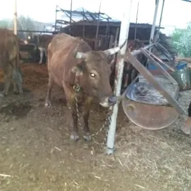 голели сыгыр