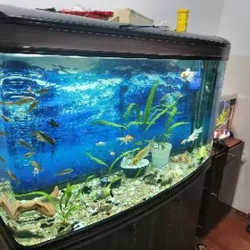 akwaryum акварюм