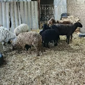 гойун шираз