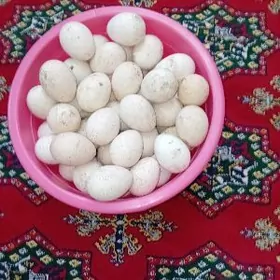 owgan induk yumurtgasy