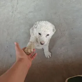 туркмен алабайы