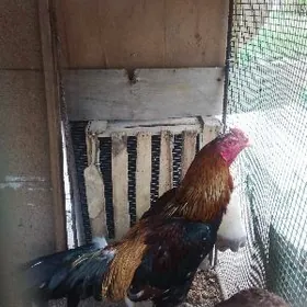 Байцы хораз