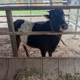 1yil 6 aylik gulajin śives par