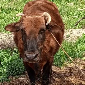 öküz sygyr tuwe 4bas