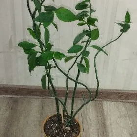 цветы домашние