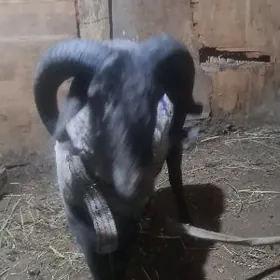 täze 4 dişe geçyen kamar goç